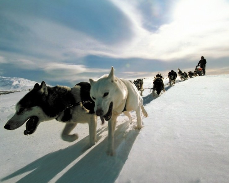 W pogoni za klimatem Laponii - psie zaprzegi